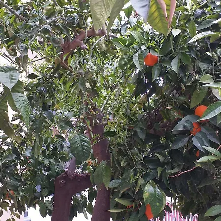 Bed & Breakfast Domus Pompei 4*